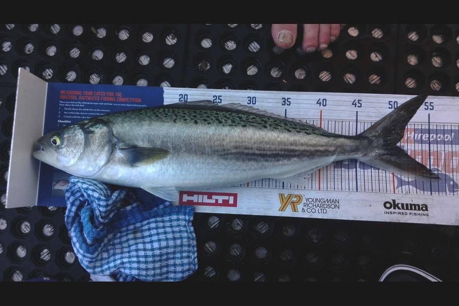 Marisa Andrews caught this 50.5cm Kahawai at wellington harbour during The Export NZ Fishing Competition